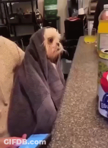 Small Dog Wrapped In Blanket Next To Phone GIF