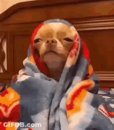 Small Dog Wrapped In Blanket GIF