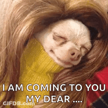 Small Dog Wrapped In Hair Says I Am Coming To You My Dear GIF