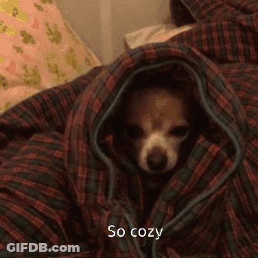Small Dog Wrapped In Plaid Blanket GIF