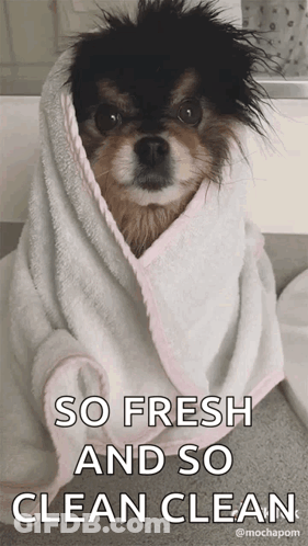 Small Dog Wrapped In Towel So Fresh GIF