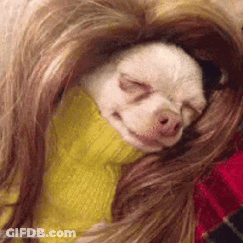 Small Dog Wrapped In Yellow Sweater GIF