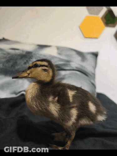 Small Duck Standing On Bed GIF