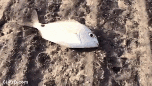 Small Fish Laying On Beach Rock GIF
