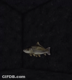 Small Fish With Long Tail GIF