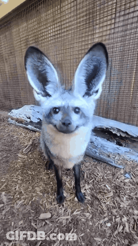 Small Fox Standing On Wood Chips GIF