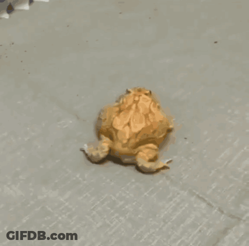 Small Frog Looking At Camera GIF