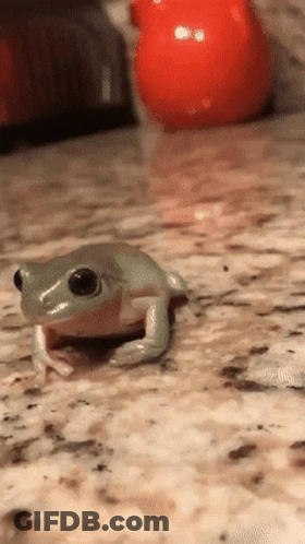 Small Frog Sitting Next To Orange Ball GIF