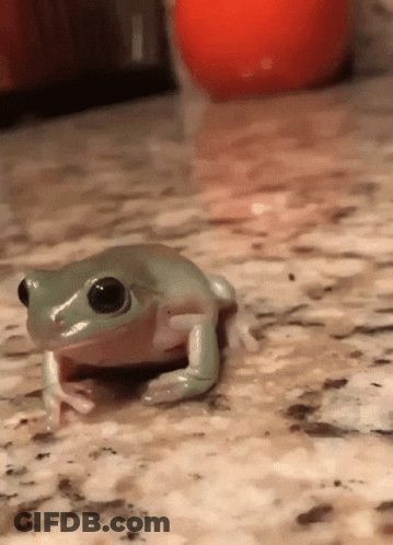 Small Frog Sitting Next To Red Ball GIF