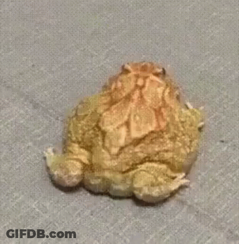 Small Frog Walking On Gray Carpet GIF