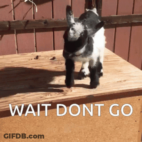 Small Goat Standing On Wooden Box GIF