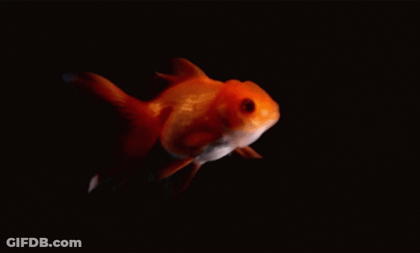 Small Goldfish Flapping Its Fins GIF