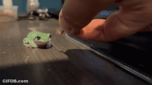Small Green Frog Next To Person Holding Ruler GIF