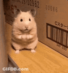 Small Hamster Sitting Next To Cardboard Box GIF