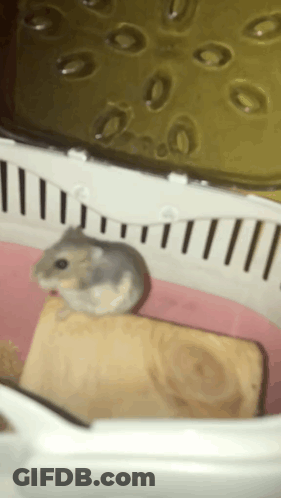 Small Hamster Sitting On Wooden Block GIF
