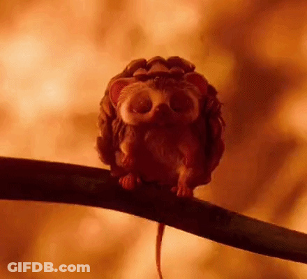 Small Hedgehog Sitting On Tree Branch GIF