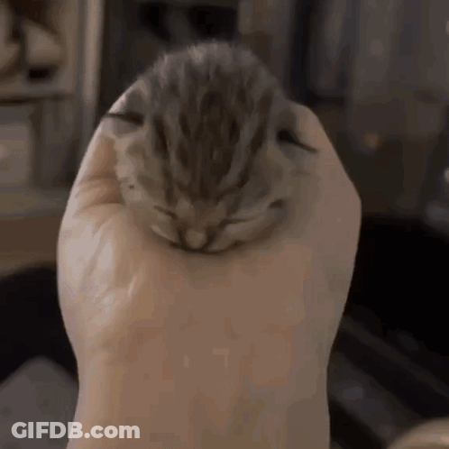 Small Kitten In Hand GIF