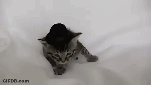 Small Kitten In Top Hat Walking GIF