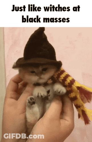 Small Kitten In Witch Hat And Scarf GIF
