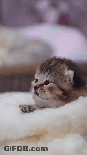 Small Kitten Laying On White Blanket GIF
