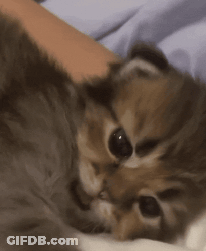 Small Kitten Lying On Person's Lap GIF
