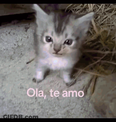 Small Kitten Ola, Te Amo GIF