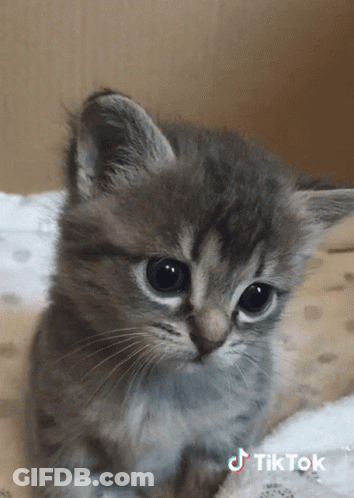 Small Kitten On Blanket With TikTok Logo GIF