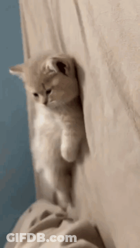 Small Kitten Peeking Behind Curtain GIF