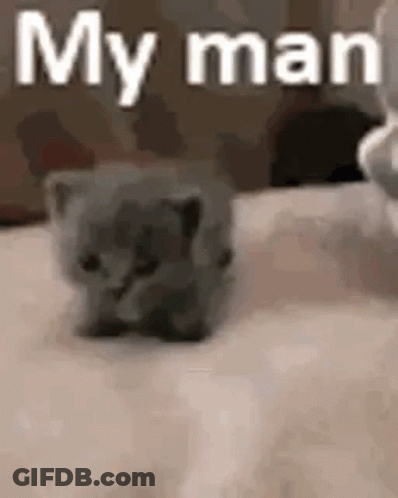 Small Kitten Sitting On Bed Next To Cat Saying My Man GIF