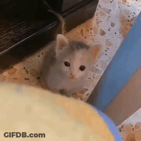 Small Kitten Sitting On Bed Next To Laptop GIF