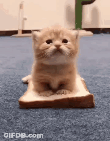 Small Kitten Sitting On Bread GIF