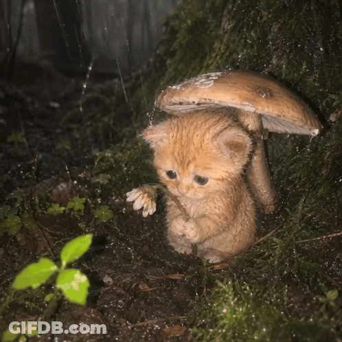 Small Kitten Sitting Under Mushroom In Rain GIF