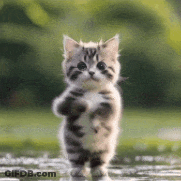 Small Kitten Standing In Water GIF