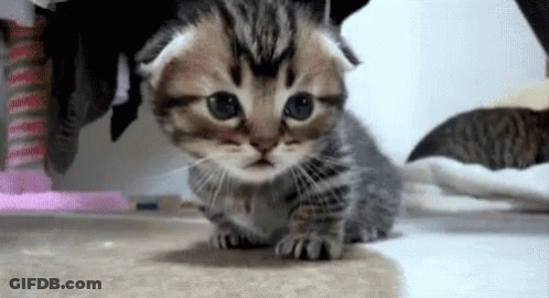 Small Kitten Standing On Carpet Looking At Camera GIF