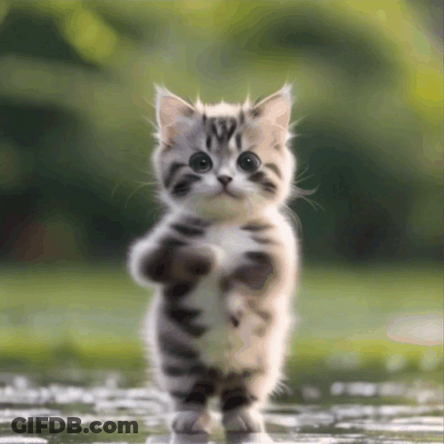 Small Kitten Standing On Hind Legs GIF