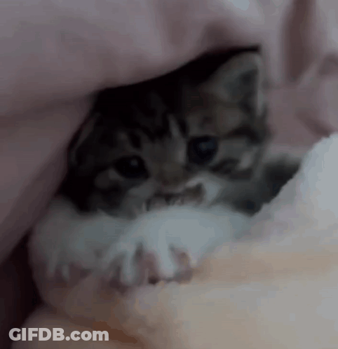 Small Kitten Under Blanket GIF