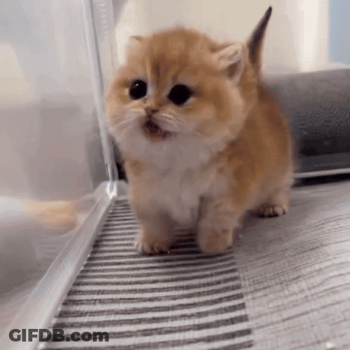 Small Kitten Walking On Striped Rug GIF