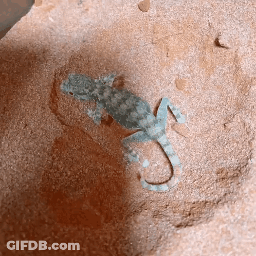 Small Lizard Lying On Rock In Sand GIF