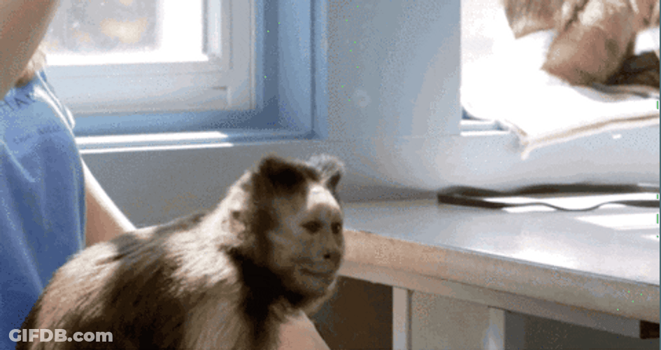 Small Monkey Eating Bubbles GIF