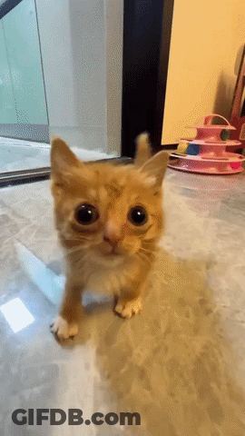 Small Orange Kitten Standing On Tiled Floor GIF