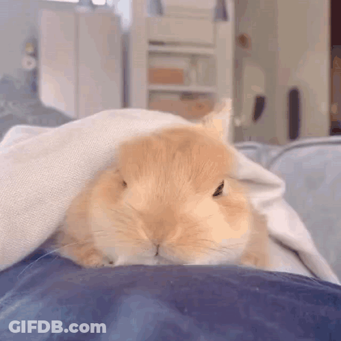 Small Orange Rabbit On Blue Pillow GIF