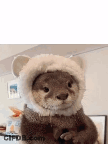 Small Otter Wearing White Hat With Ears GIF