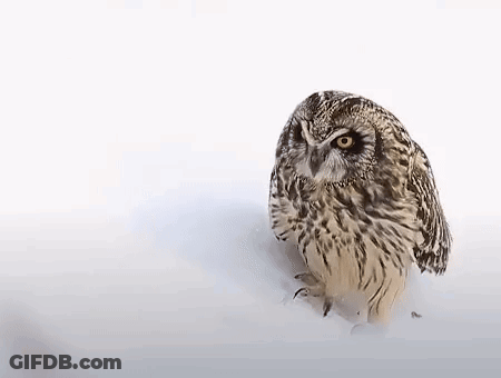 Small Owl Sitting In Snow GIF