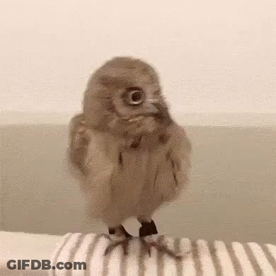 Small Owl Sitting On Striped Towel GIF
