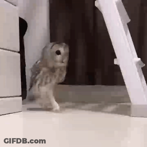 Small Owl Standing In Front Of Ladder GIF