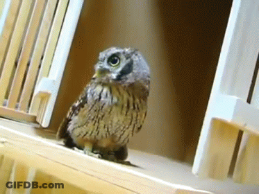 Small Owl Standing On Wooden Ledge GIF