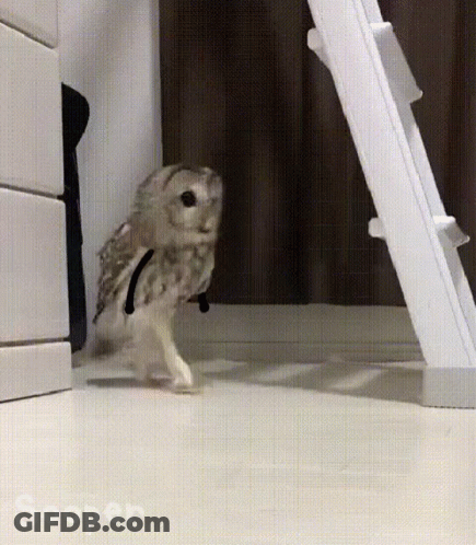 Small Owl Walking In Front Of White Ladder GIF