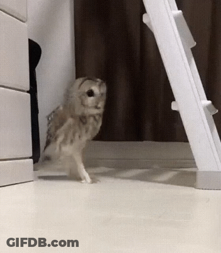 Small Owl Walking On Hind Legs By Ladder GIF