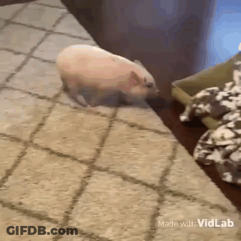 Small Pig Standing Near Cookies GIF