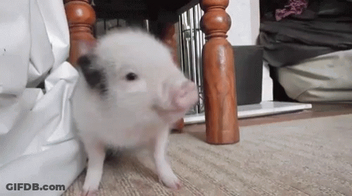 Small Pig Standing Next To Wooden Chair GIF